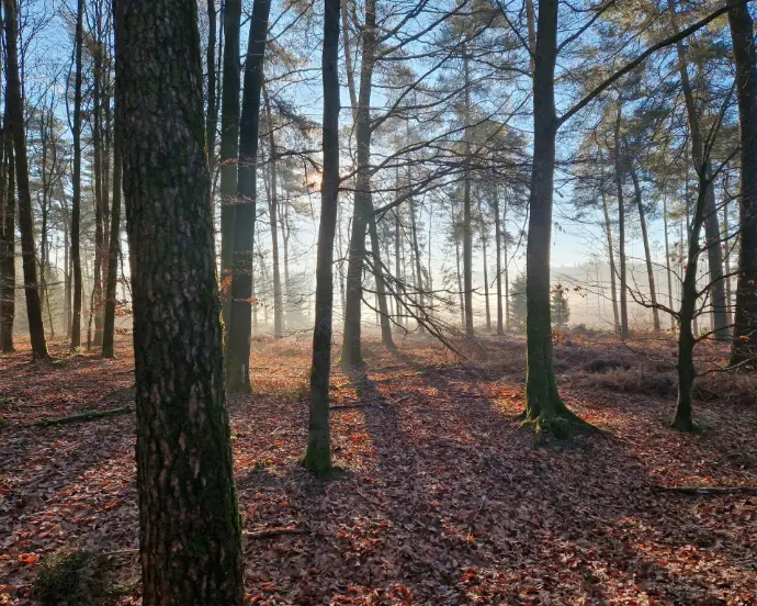 Forêt ardennaise Forêt ardennaise